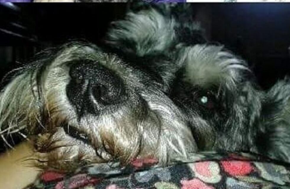 Quiere encontrar a su perro y ofrece un auto como recompensa