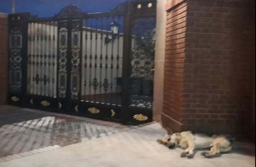 Firulais, el perro que espera a su dueño que falleció hace un mes en la puerta de la sala velatoria