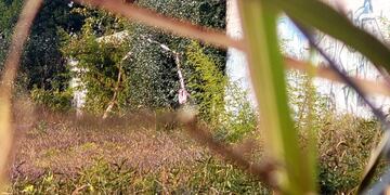 La mujer fue atacada y violada en un baldío sobre calle Duarte Quirós\u002E