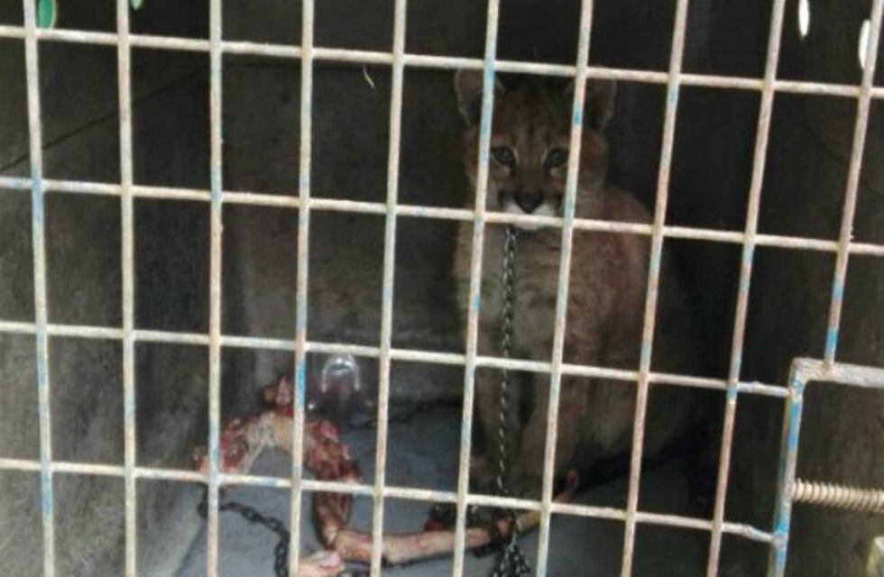 Rescatan a un pumita de tres meses en Córdoba