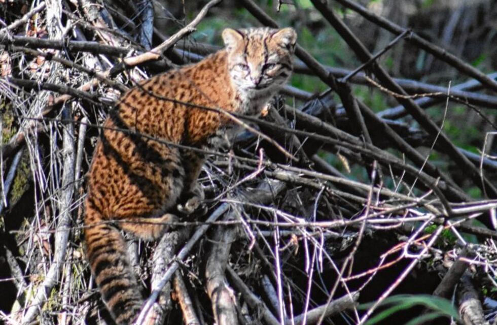 Encontraron una especie de gato salvaje amenazado en la región