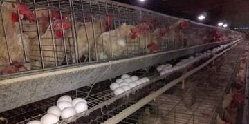 La situación del Polo Avícola de Icaño está en la mira de los dirigentes opositores\u002E