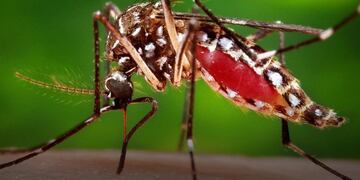 En Tucumán no hay casos de Dengue, Zika ni Chicungunya y lanzaron recomendaciones para turistas