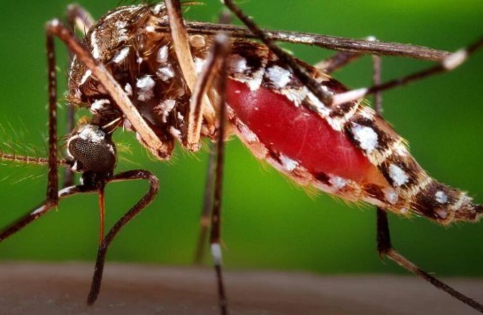 El recambio turístico obligará a extremar medidas para prevenir el Dengue