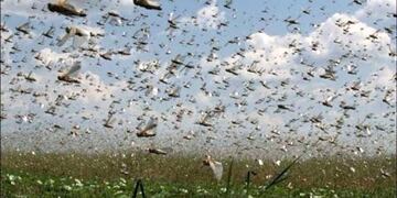 Una manga de langosta cruza el Paraguay en dirección a la Argentina\u002E Formosa están en la ruta