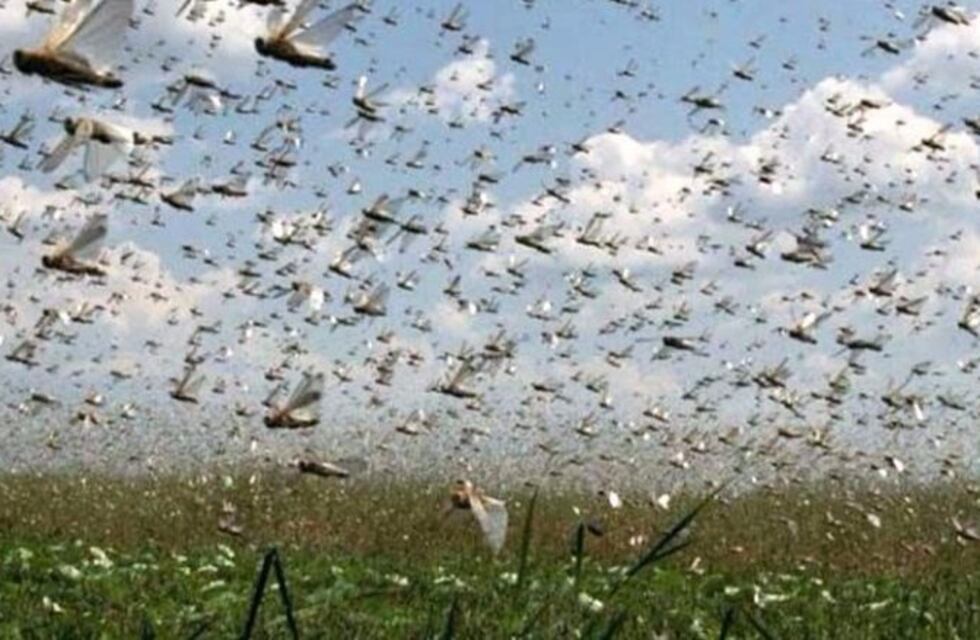 Formosa: alerta sobre manga de langostas que podrían llegar del Paraguay