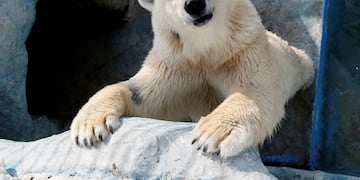 Aurora, a seven-year-old female polar bear, sits inside an open-air cage at the Royev Ruchey zoo in a suburb of the Siberian city of Krasnoyarsk, Russia, April 24, 2017\u002E REUTERS/Ilya Naymushin rusia Aurora osa polar zoologico de Royev Ruchey animal oso al aire libre