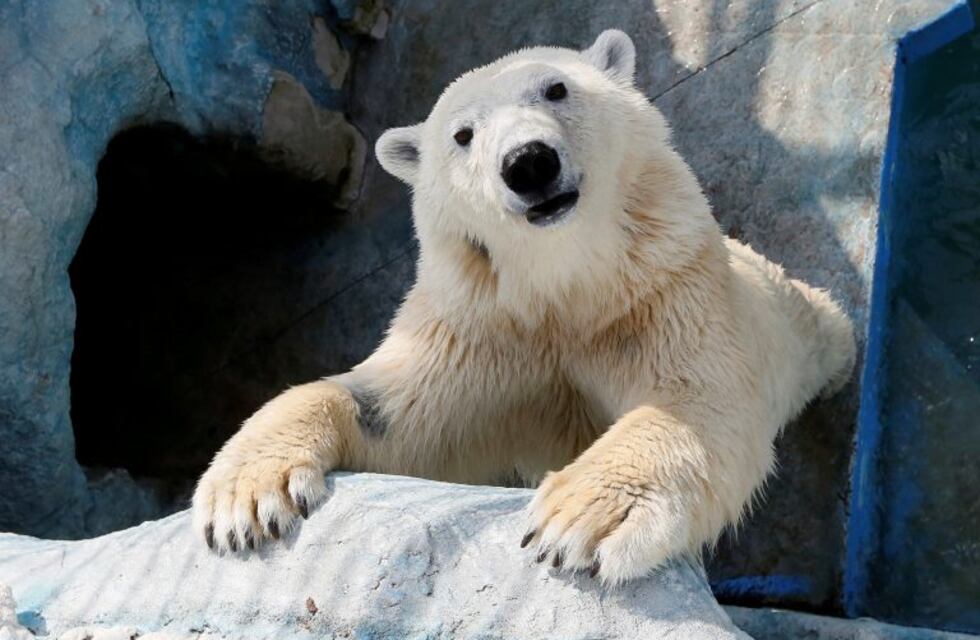 Un oso polar pintado con un misterioso grafiti fue encontrado en el Ártico