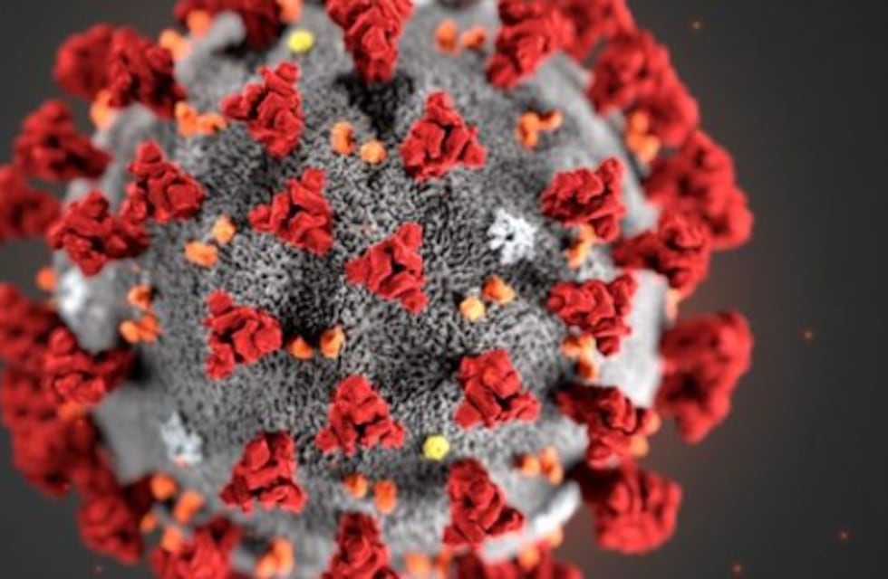 COVID: científicos españoles descubrieron cómo podría frenarse la entrada del coronavirus a las células