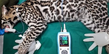 Está grave el ocelote atropellado en Iguazu