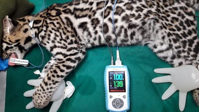 Está grave el ocelote atropellado en Iguazu