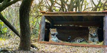 Qaramta y Tania ya juntos (Foto Gentileza: Rewilding Argentina)\u002E