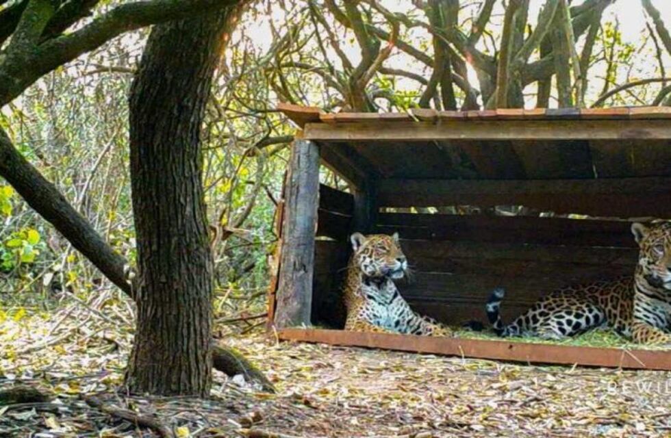 En busca de salvar a la especie, ya "conviven" los yaguaretés del Impenetrable Chaqueño