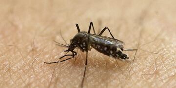 Mosquito Aedes aegypti (Archivo)\u002E