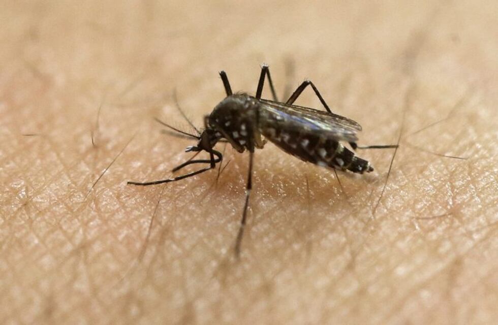 Confirmaron el primer caso de dengue en la ciudad de Santa Fe