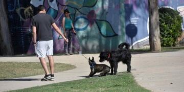 Sancionarán a los dueños que no limpien el espacio público donde defecó su mascota\u002E