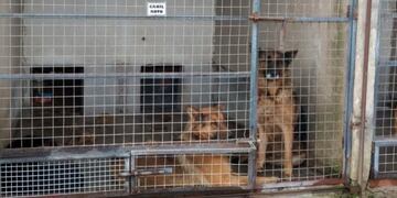 Perros que atacaron a una mujer en Punta Mogote\u002E