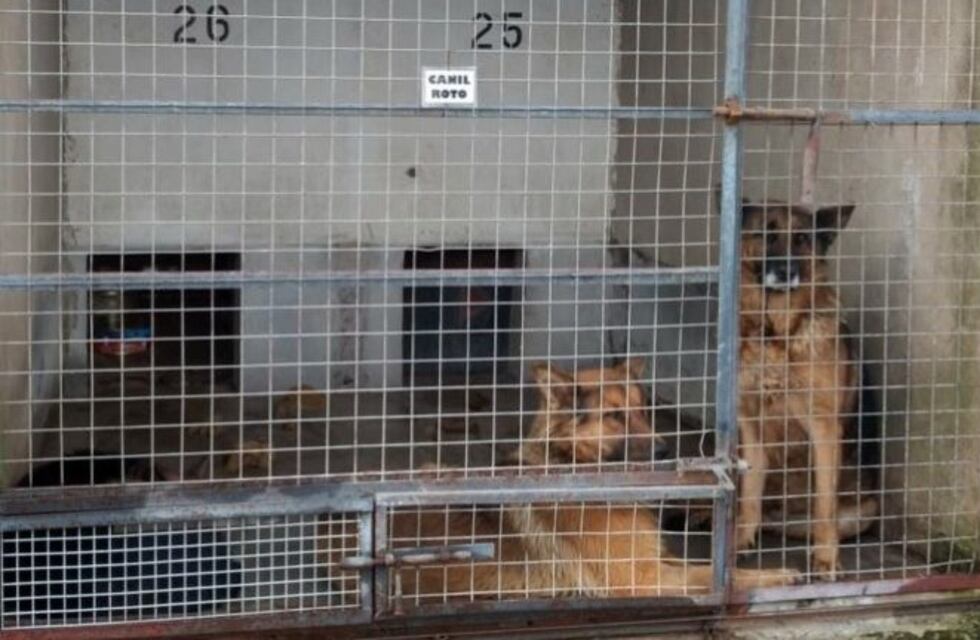 "Tengo la culpa, hice todo mal", dijo el dueño de los perros que atacaron a una mujer