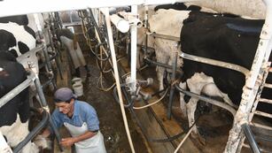 Las exportaciones lácteas crecieron en el primer trimestre 9%