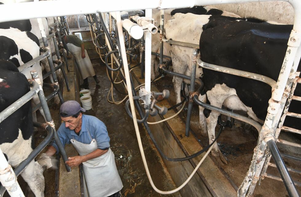 Alivio: las exportaciones lácteas seguirán sin retenciones