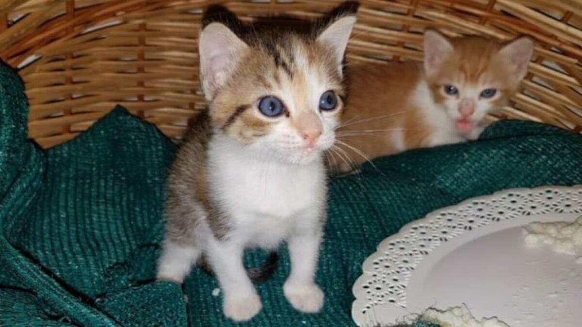 Censarán mascotas en Alta Gracia\u002E