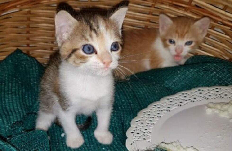 Alta Gracia: censarán mascotas casa por casa