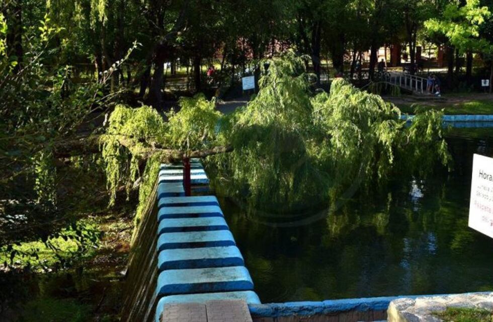 Padre e hija resultaron heridos al caer parte de un árbol en una pileta
