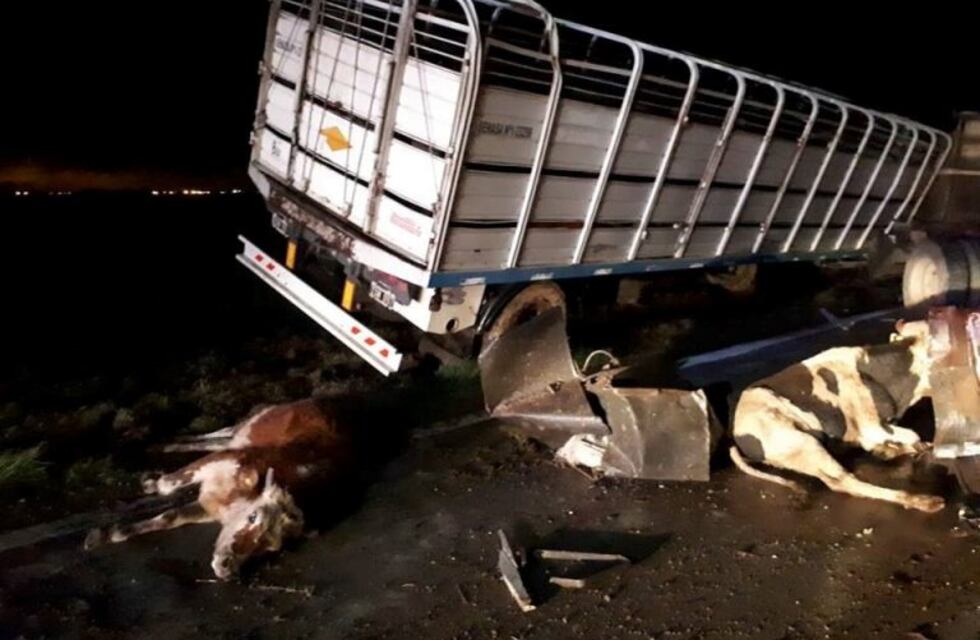 Ganado muerto y corte en la autopista Rosario-Córdoba por el vuelco de un camión
