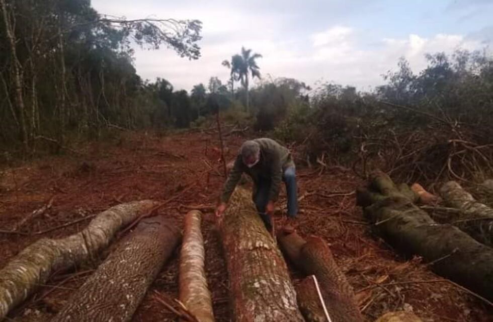 Agentes de control frenaron un desmonte ilegal en Puerto Esperanza