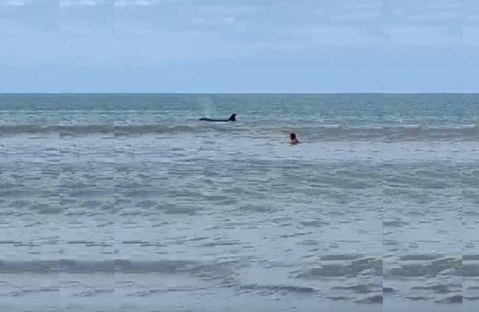 Una orca sorprendió a los turistas en Monte Hermoso