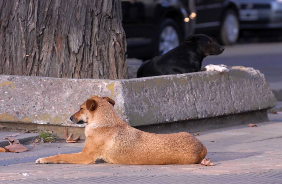 Día internacional del animal sin hogar: cada vez hay más perros abandonados en la calle