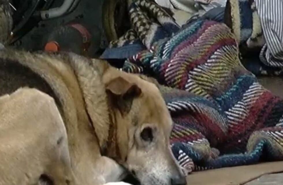 Vivía en la calle, murió y su perro se quedó durante horas al lado del cuerpo