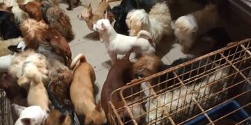 La Municipalidad clausuró el inmueble sobre Avenida Nuestra Señora del Rosario al 2000\u002E (FB / Protectora Rosario)