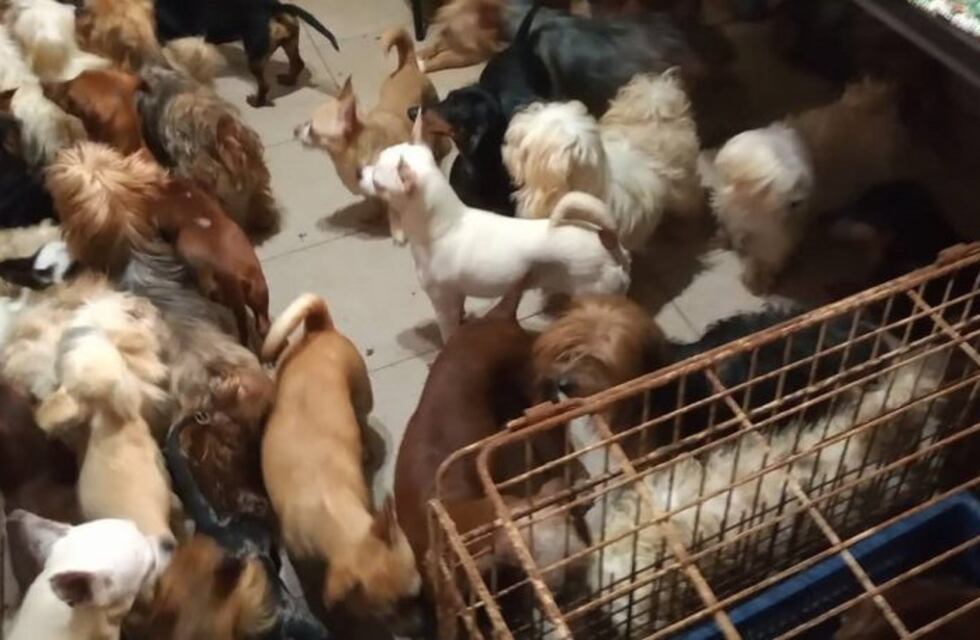 Imputarán por maltrato animal a la mujer que tenía casi 200 perros en su casa
