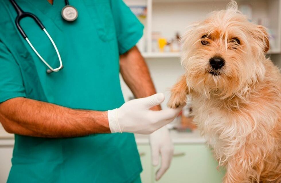 Zoonosis continúa castrando a perros y gatos