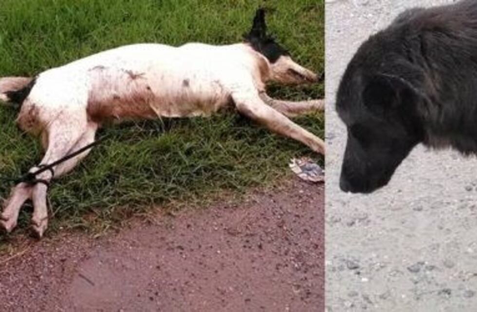 Encontraron un perro mutilado y otro muerto atado con cables