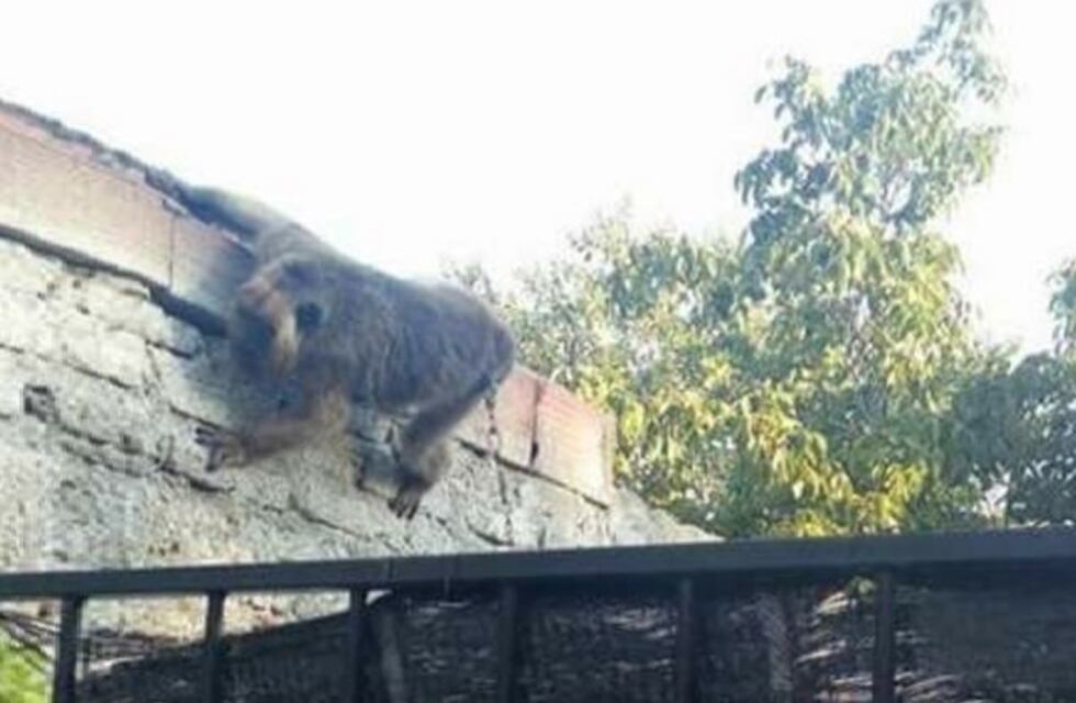 Polémica por un mono encadenado en una casa de zona oeste