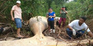 Una ballena jorobada apareció muerta en pleno Amazonas\u002E