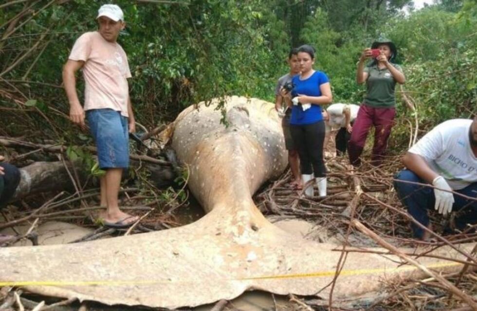 Incertidumbre mundial por la aparición de una ballena muerta en el Amazonas