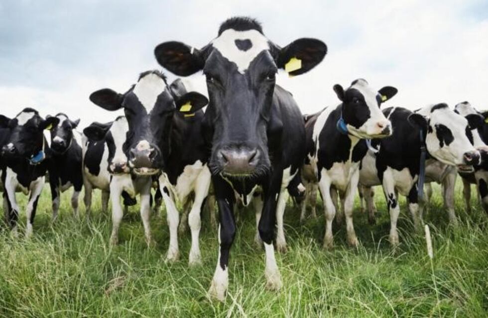 Cinco cuatreros detenidos por faenar ganado ajeno en Lumbreras