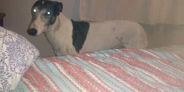 Rolo
