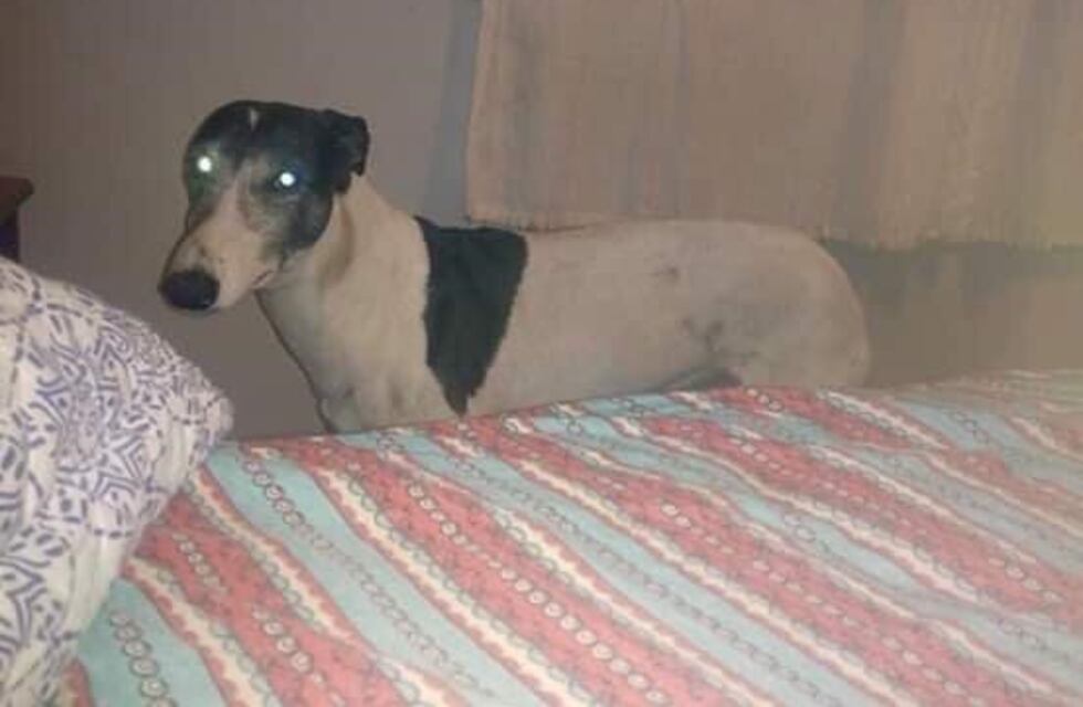 Buscan a Rolo, un galgo que se perdió en Villa Fidelidad