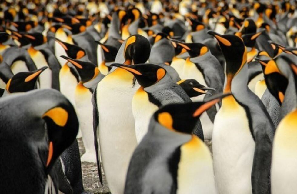 Alertan sobre el peligro de extinción del pingüino rey por causa del cambio climático