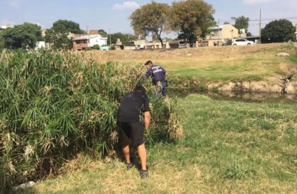 Para Policía Ambiental, es "preocupante" la cantidad de pumas en zonas urbanas