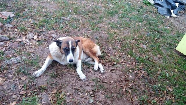 Denuncian matanza de mascotas en la ciudad de Villa María.