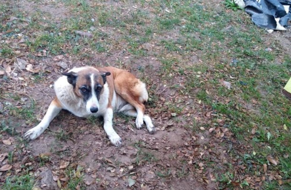 Villa Huidobro: preocupación y bronca por un envenenador de mascotas