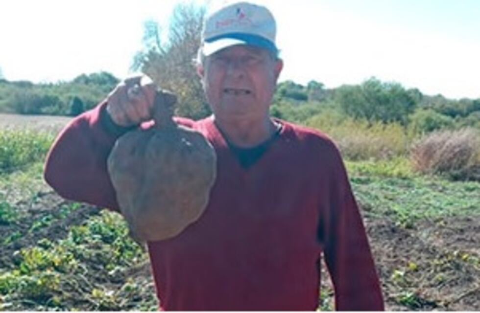 Un jubilado entrerriano cosechó una batata de 4,2 kilos en su huerta