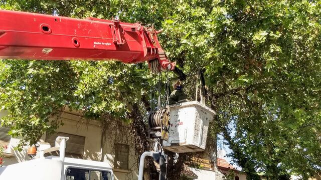 La Municipalidad de la Ciudad dió el cronograma de trabajos de poda invernal del arbolado público para la próxima semana. Gentileza MCM