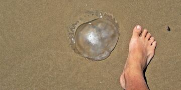 Inusual aparición de “aguas vivas” en un arroyo de Colonia Aurora.