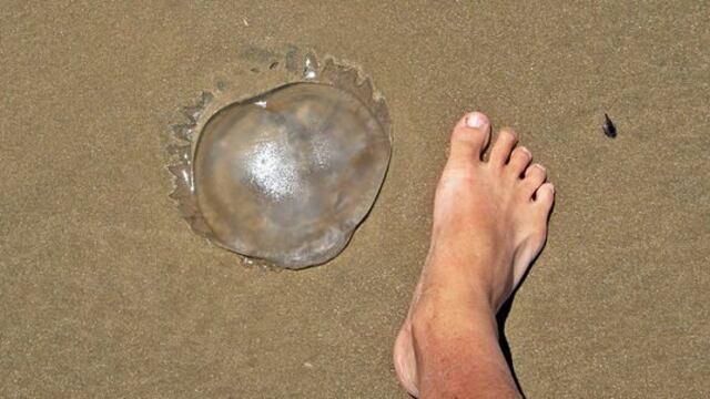 Inusual aparición de “aguas vivas” en un arroyo de Colonia Aurora.
